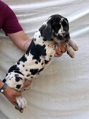 Vollkommene Von Schlesien