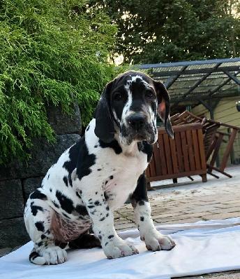 Vollkommene Von Schlesien