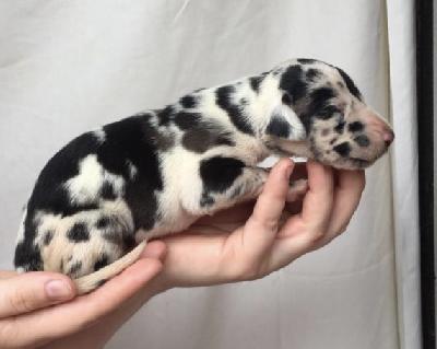 Verena Von Schlesien