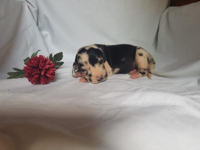 Verena Von Schlesien