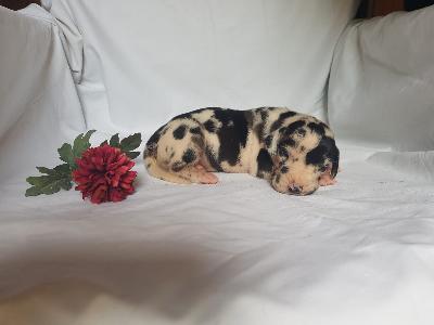 Verena Von Schlesien