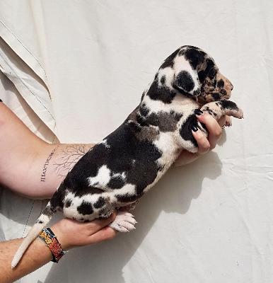 Verena Von Schlesien