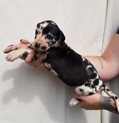 Verena Von Schlesien