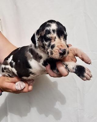 Verena Von Schlesien