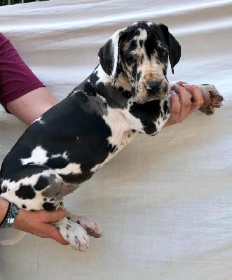 Verena Von Schlesien