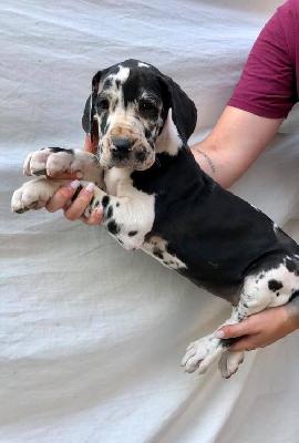 Verena Von Schlesien