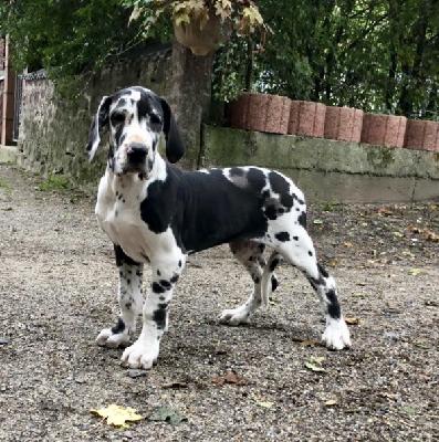 Verena Von Schlesien