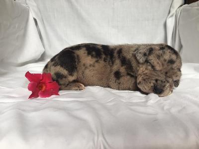 Vanessa Von Schlesien