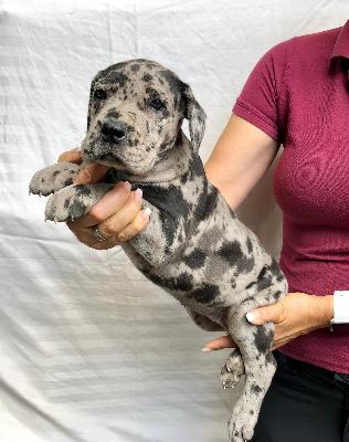 Vessna Von Schlesien