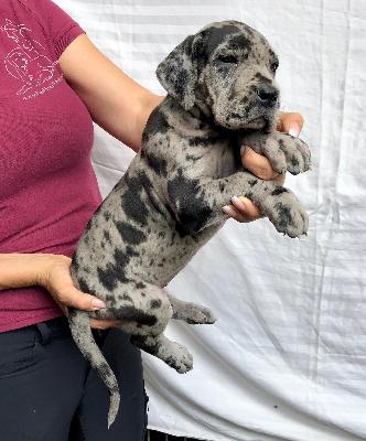 Vessna Von Schlesien