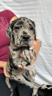 Vessna Von Schlesien