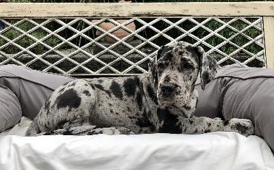 Vessna Von Schlesien