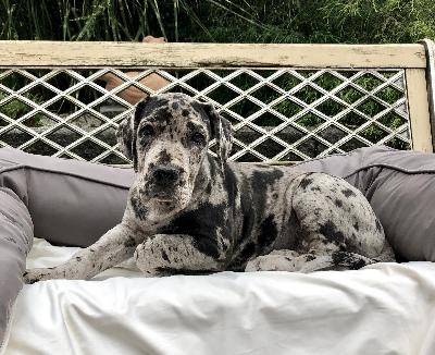 Vessna Von Schlesien