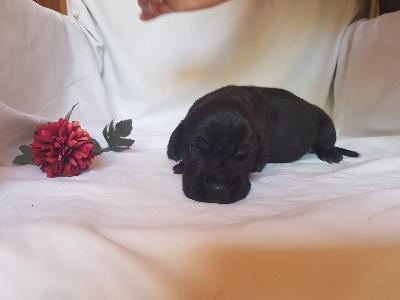 Viva Peppa Von Schlesien