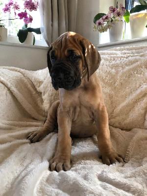 Siegfried vom Ysenburger Bergland