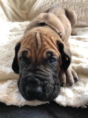 Samson vom Ysenburger Bergland