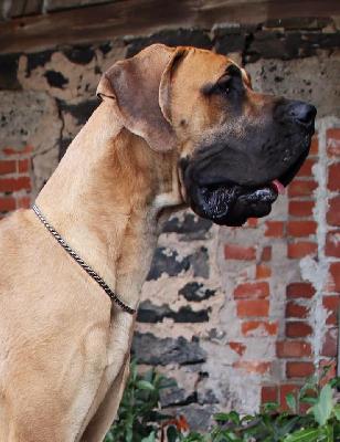 Samson vom Ysenburger Bergland