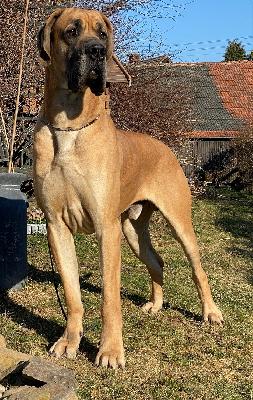 Samson vom Ysenburger Bergland