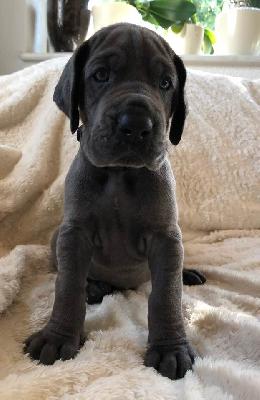 Spencer vom Ysenburger Bergland