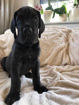 Sullivan vom Ysenburger Bergland