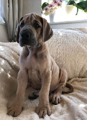 Stanley vom Ysenburger Bergland