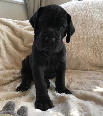 Scarlett vom Ysenburger Bergland