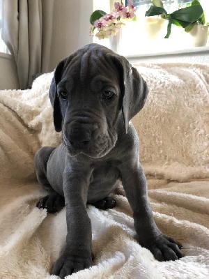 Sunny vom Ysenburger Bergland