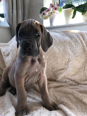 Sweet Wilma vom Ysenburger Bergland