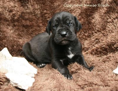 Ozzy Osbourne vom Hause R�sch