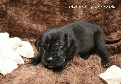 Obelix vom Hause R�sch