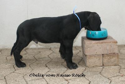 Obelix vom Hause R�sch