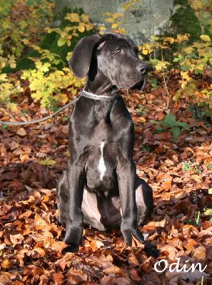 Odin vom Hause R�sch