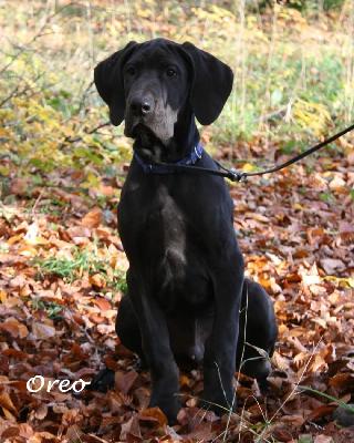 Oreo vom Hause R�sch