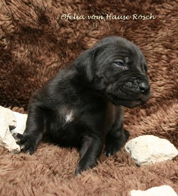 Ofelia vom Hause R�sch