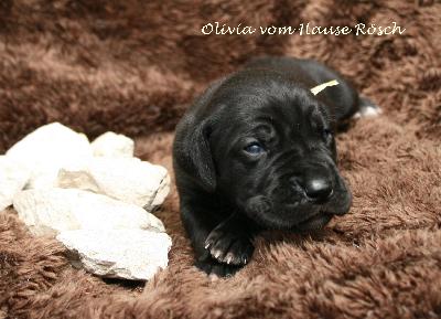 Olivia vom Hause R�sch