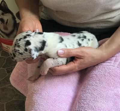 Frederik Vom Ganschower Land