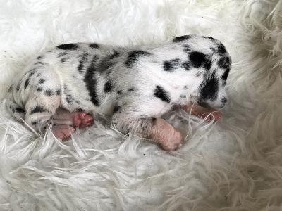 Frederik Vom Ganschower Land