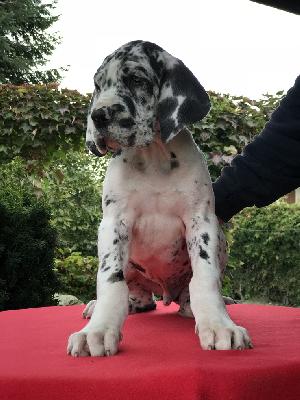 Frederik Vom Ganschower Land