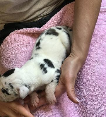 Florian Vom Ganschower Land