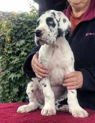 Florian Vom Ganschower Land