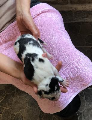 Fernando Vom Ganschower Land