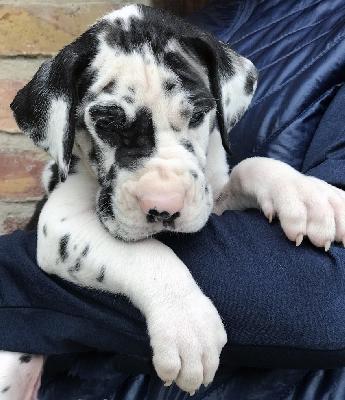 Fernando Vom Ganschower Land