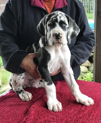 Fabio Vom Ganschower Land