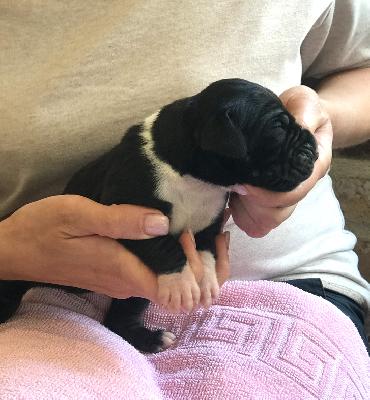 Freddy Vom Ganschower Land