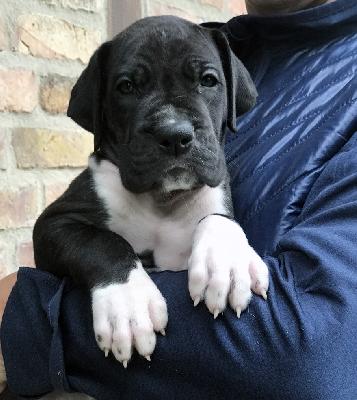 Freddy Vom Ganschower Land