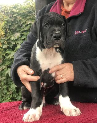 Freddy Vom Ganschower Land