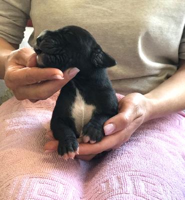 Franjo Vom Ganschower Land