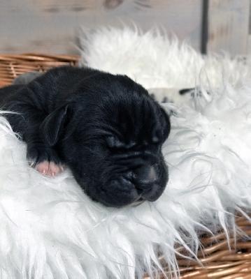 Franjo Vom Ganschower Land