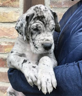 Franzel-Björn Vom Ganschower Land