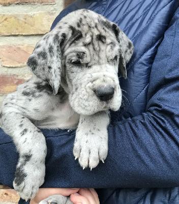 Fiete Vom Ganschower Land